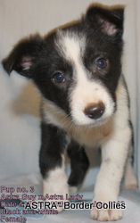 Black and White female, smooth to medium coat, border collie puppy